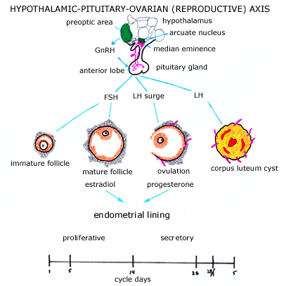 hypothalamus and pituitary gland. Hypothalamic Pituitary